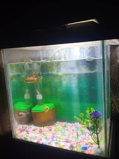 Aquarium available for sale