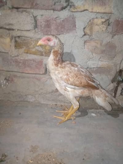 Aseel chicken for sale
