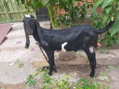 Qurbani k lye 2 dant