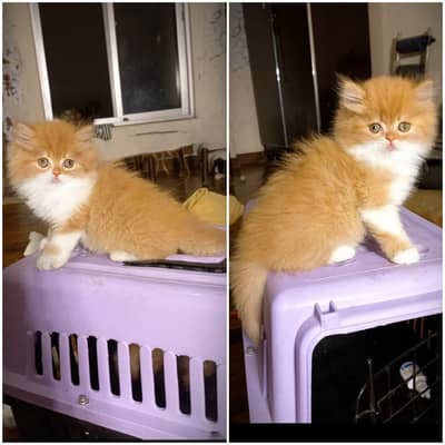 Persian male female kittens available for sale