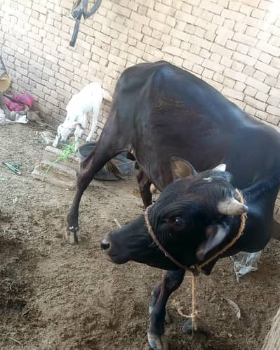 wacha qurbani (Hisa)  read add
