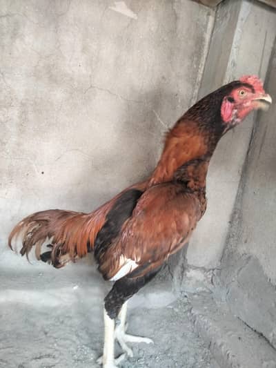 male price (5500) (03028708430)