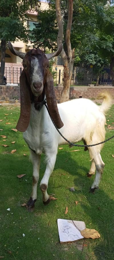 2 Daant Bakray Qurbani