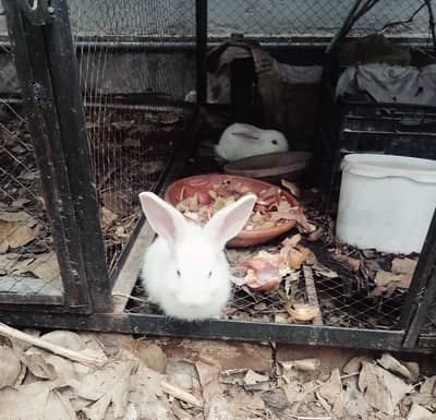 New Zealand Red eyed Bunnies