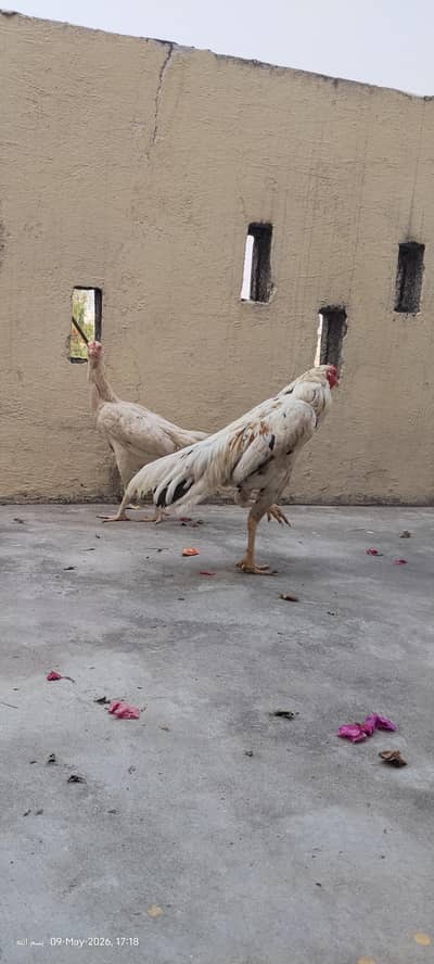 aseel Hera breed Jori