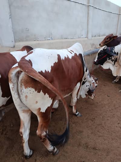 cow for Eid 2026