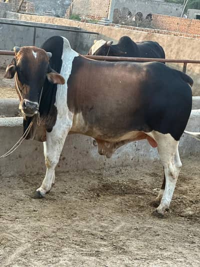 Sahiwal Bull /desi Bachra /donda wacha| Qurbani 2026 /bulls
