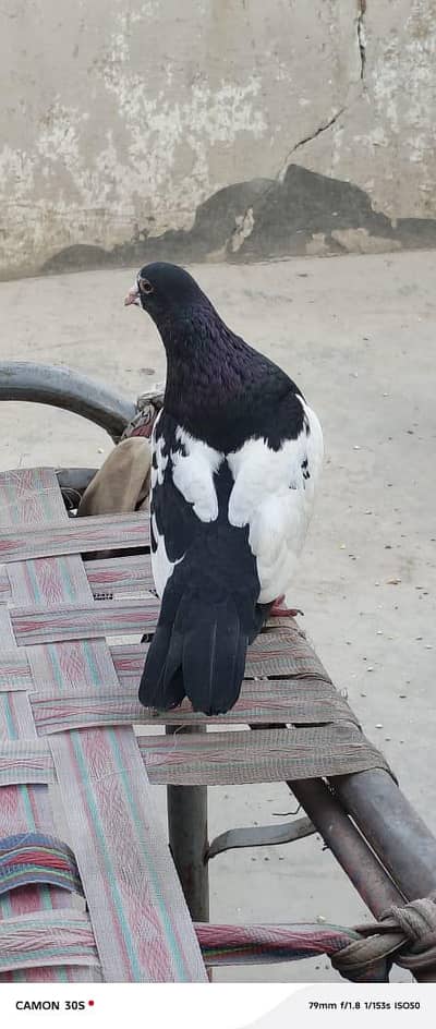 sharazi