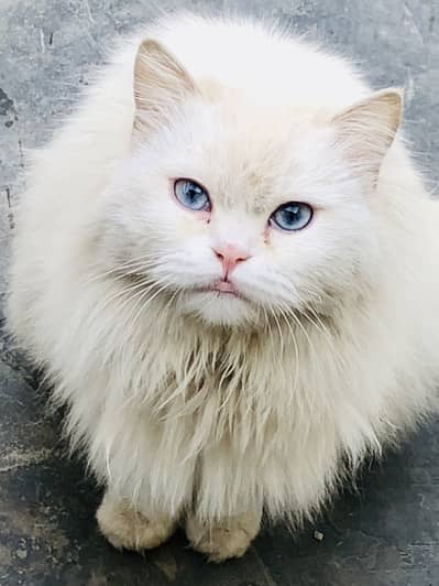Persian Cat | Persian | Triple Coated | Himalayan Cat | Cats For Sale