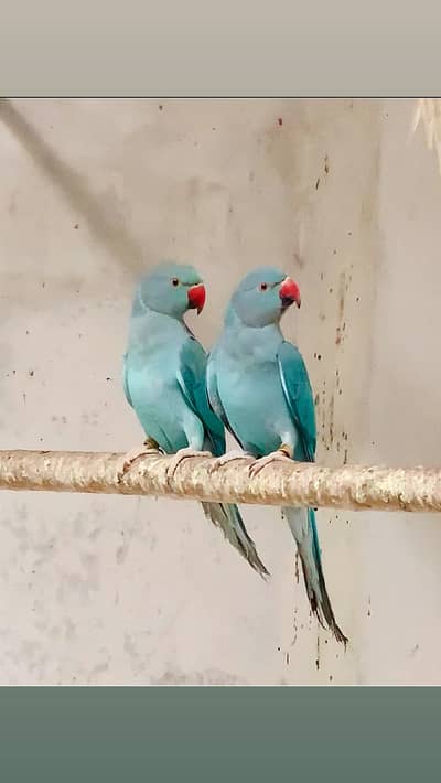 Yellow blue white ringneck pairs