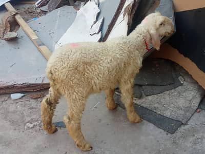 dasi female