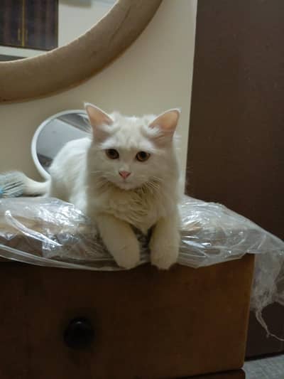 persion female cat