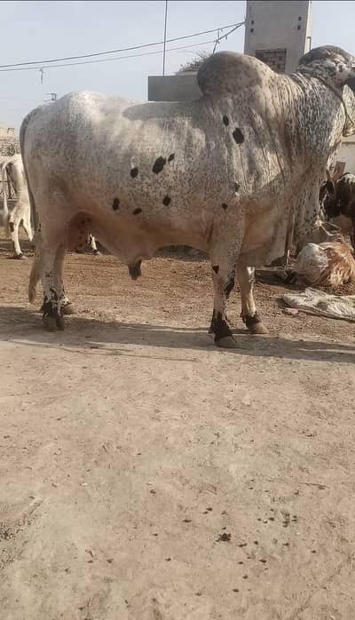3 heavy weight bacharay for sale