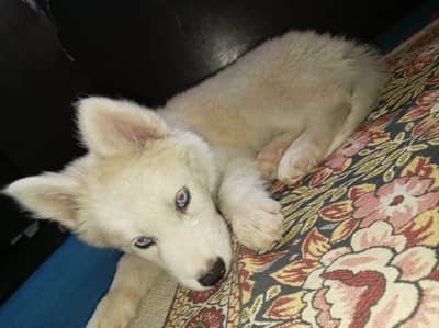 Siberian Husky Puppy