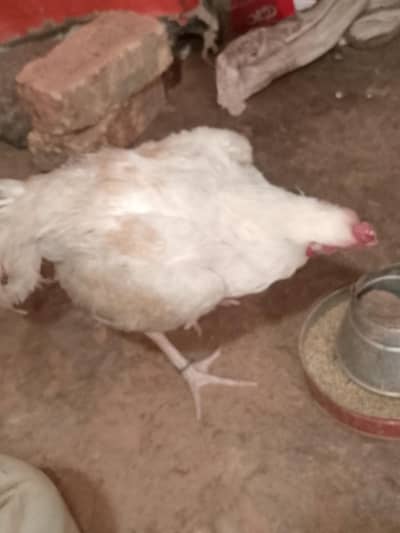 ASEEL MURGHAY FOR SALE