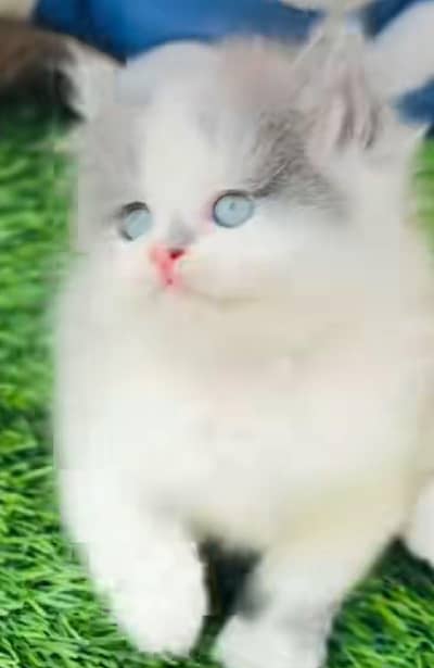 Persian cat  triple coat Punch face face WhatsApp number 03281008492