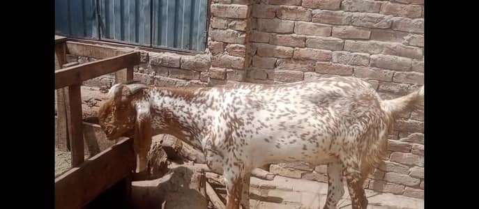 VIP Makhi China Bakra for Sale