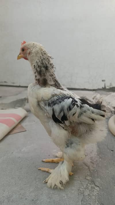 Bantam chicks available
