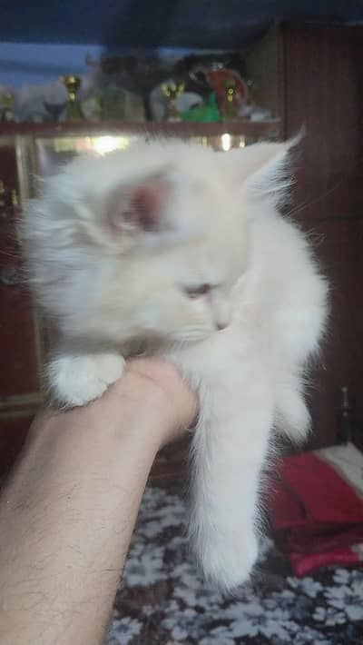 Persian kitten for sale