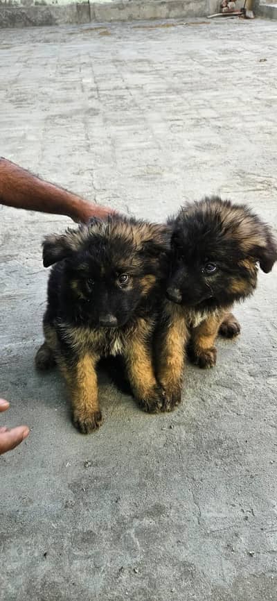 German shepherd puppies pair, male + female, 2.5 months trained