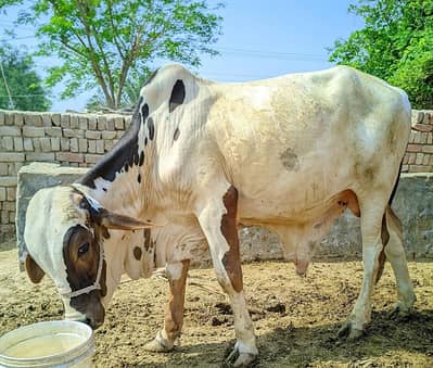 Bull / bechra / qurnabi ka janwar / qurbani 2026 /