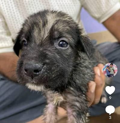 German shepherd puppies