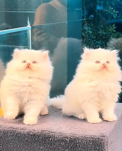 Quality Persian Punch   kitten WhatsAp. 03227335071