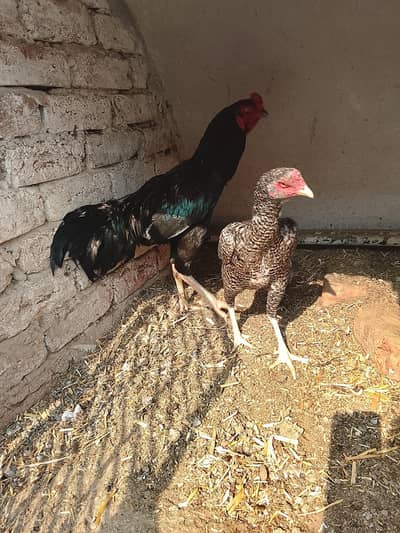 aseel chick for sale Coco