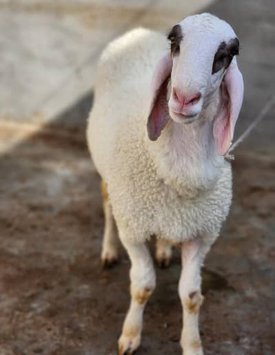 Best White and Active Dumba for Sale