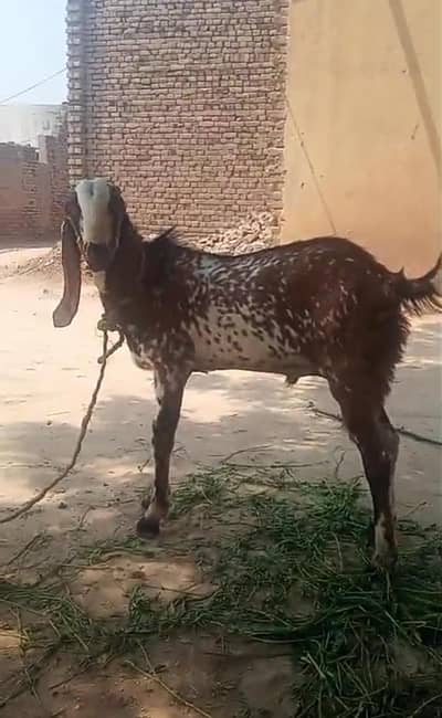 Bakra Desi dunda khassi