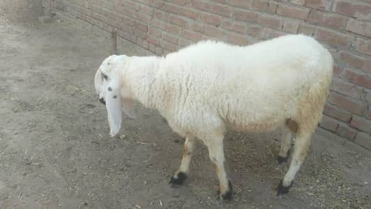 sheep
