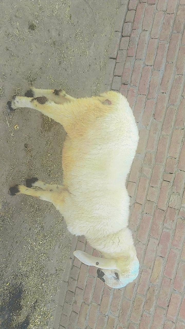 sheep 1