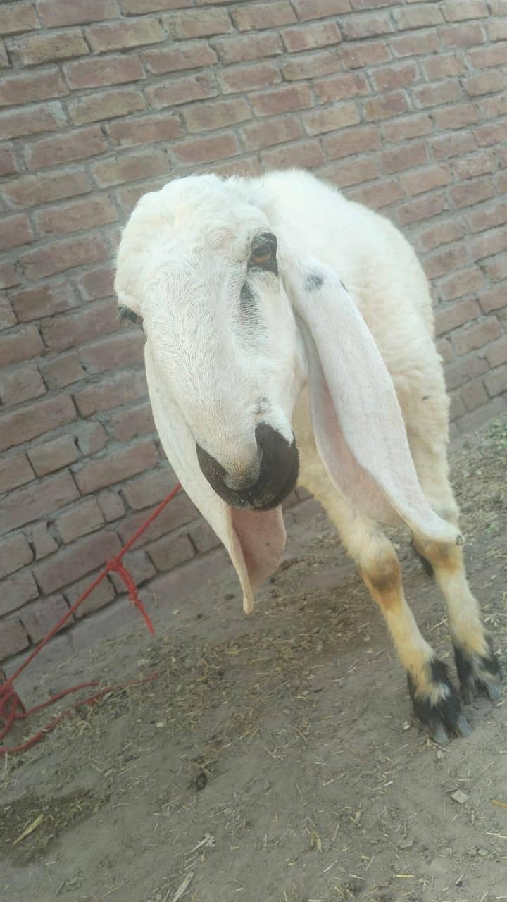 sheep 2