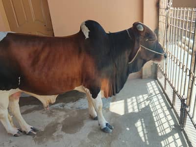 Ablak Male