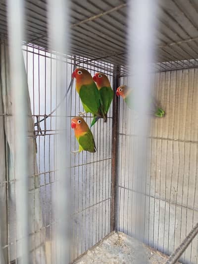 pair of lovebirds fishers