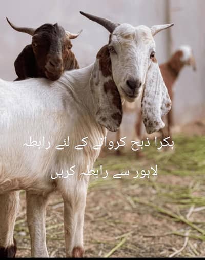 bakra ziba krwane k liye rabta kren