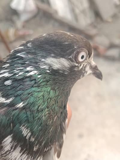 female pigeon