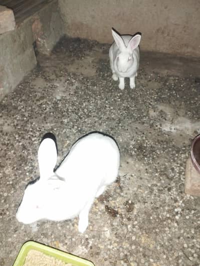 Rabbits