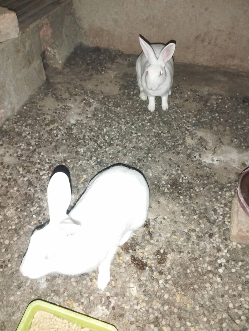 Rabbits 0