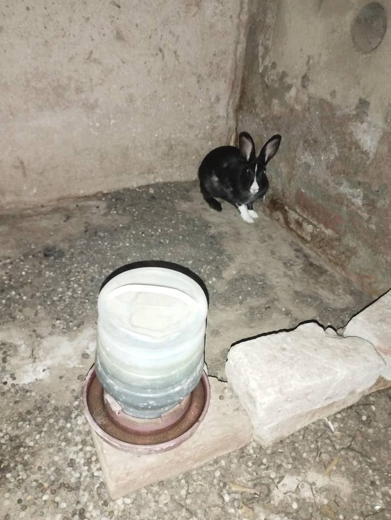 Rabbits 1