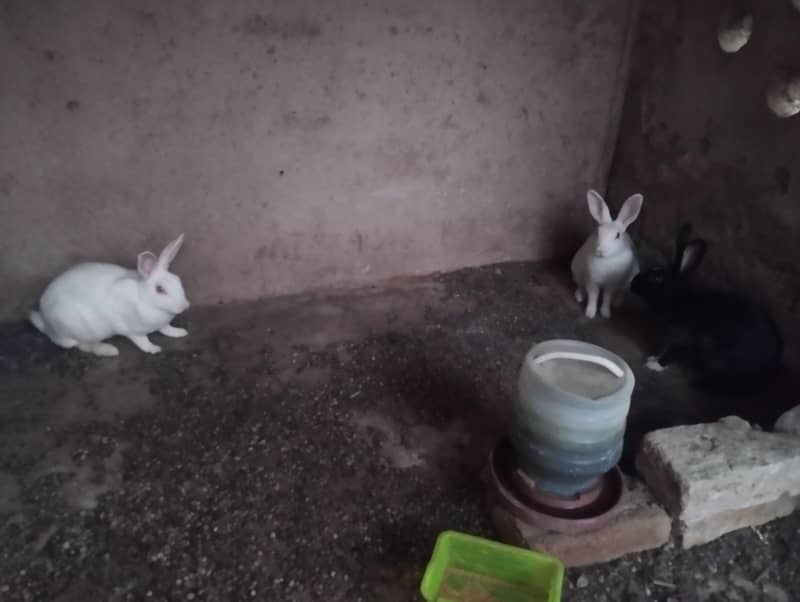 Rabbits 2