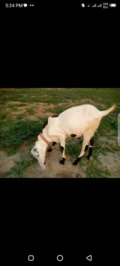 Bakra for Qurbani age 16 month very active and healthy and reasonable
