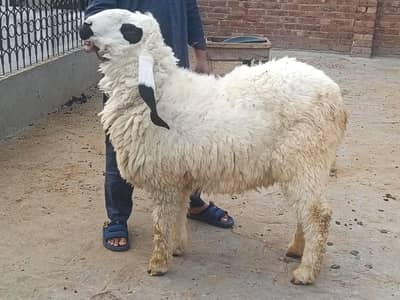 desi chtraa
