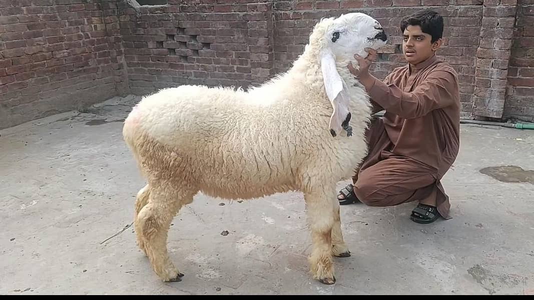 desi chtraa 2