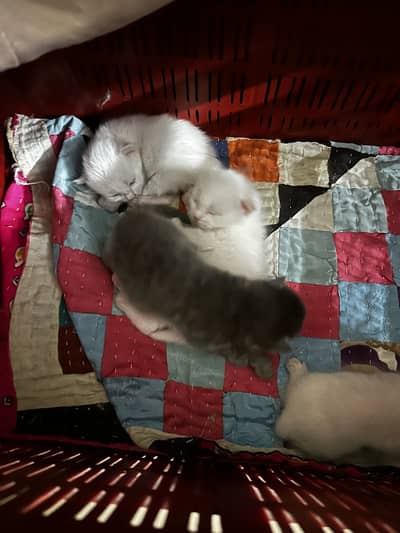 Persian cat new born babies