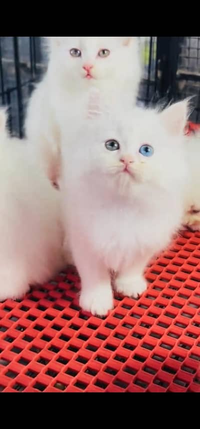 Quality Persian Punchface cat & kitten. moreWhatsApp 03233614642