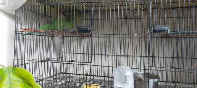 Top Quality Big Size Ring neck Breeder Pair with 4 Chicks