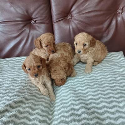 poodle puppies available