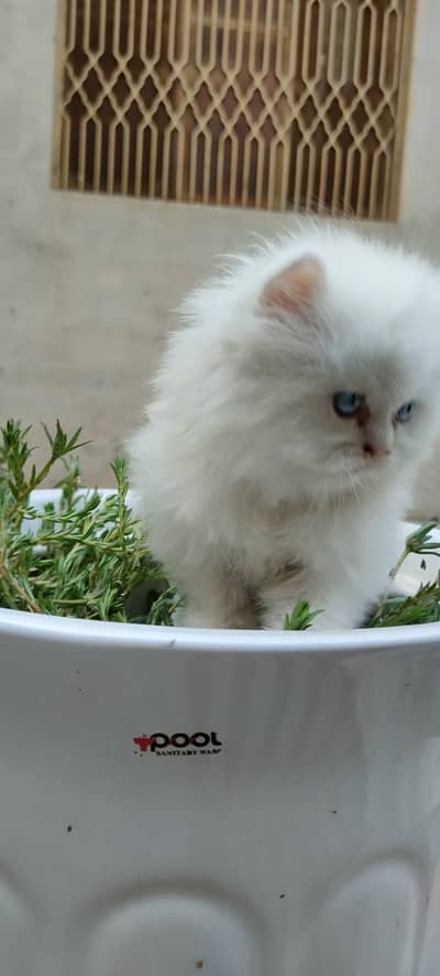 Baby cat for saleQuality kitten