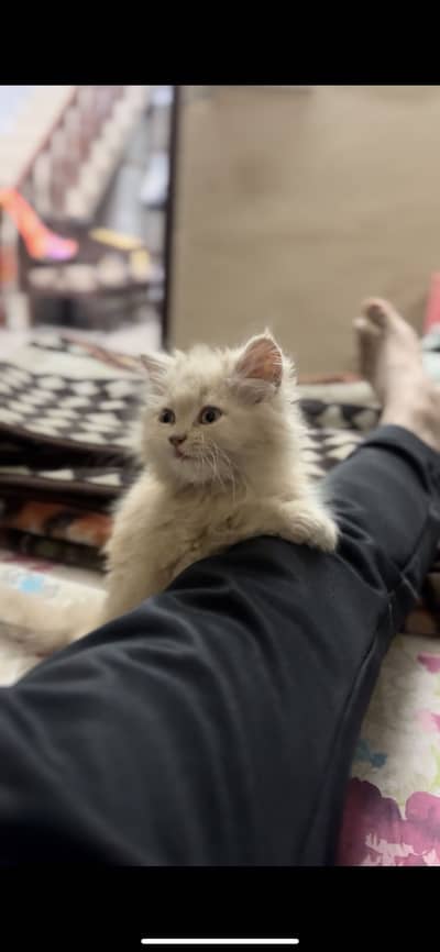 Pure persian cat